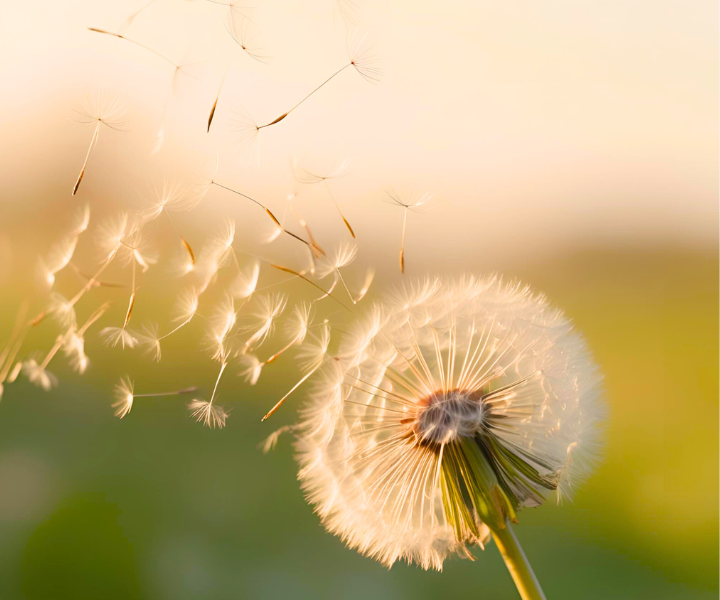 May 2025 Monthly Breathwork